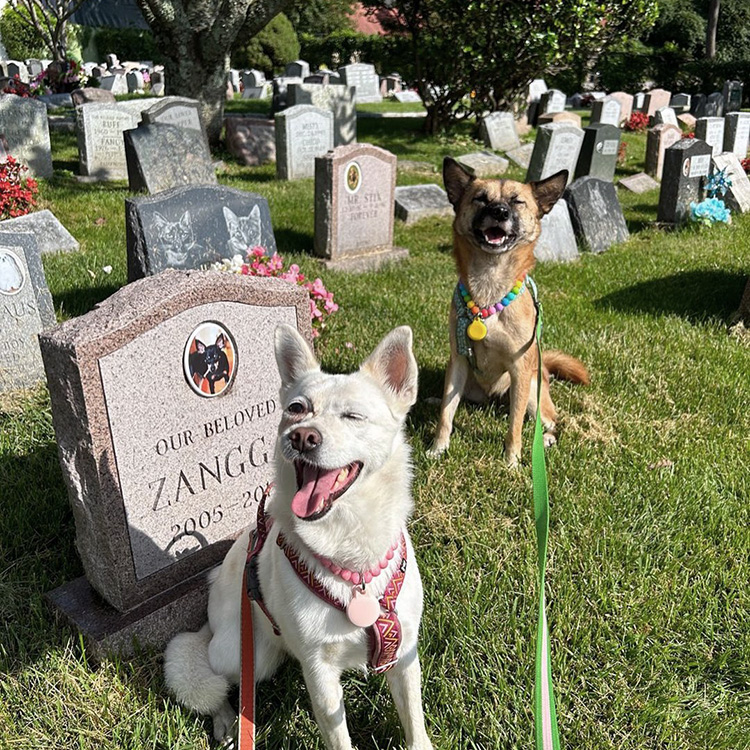 Pet Burial Near Me: Find the Right Burial or Cemetery Plot