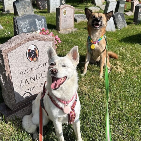 Pet Burial Near Me: Find the Right Burial or Cemetery Plot