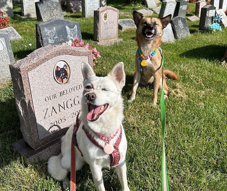 Pet Burial Near Me: Find the Right Burial or Cemetery Plot